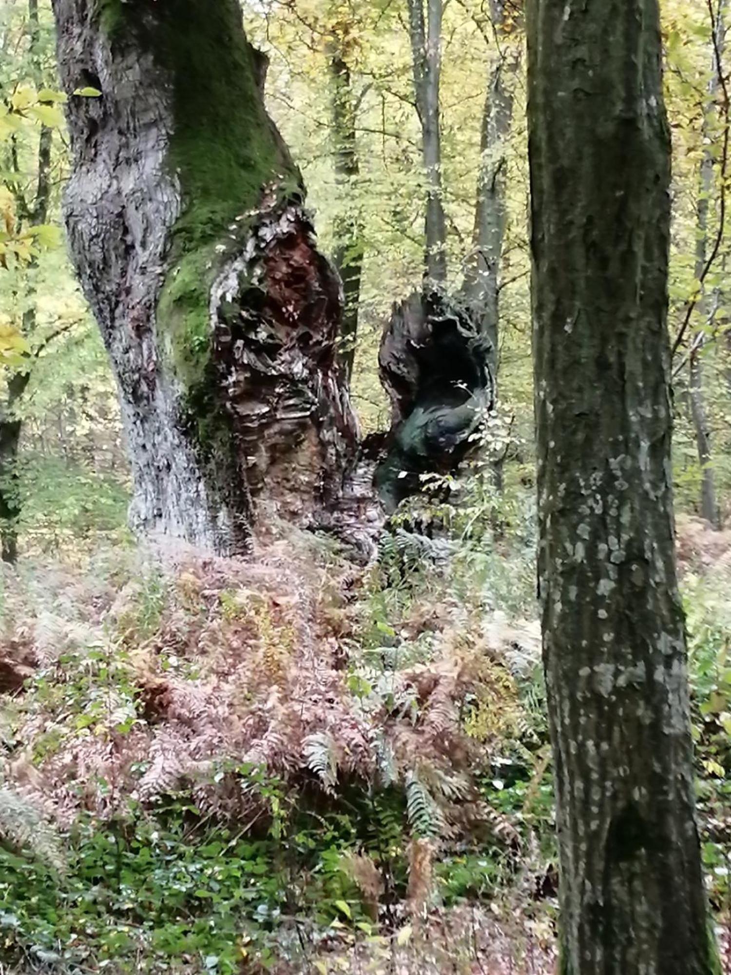 Ma Gentilhommiere Bed and Breakfast Croutoy Exteriör bild